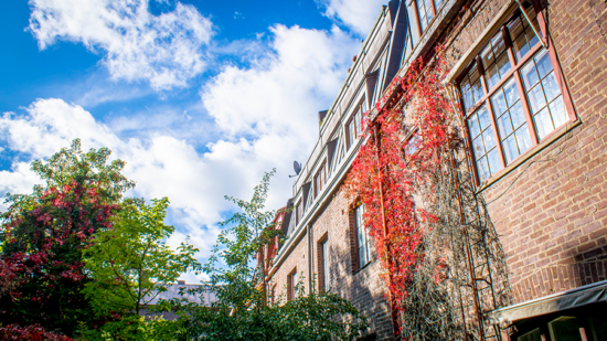 Husfasad ned klängväxt