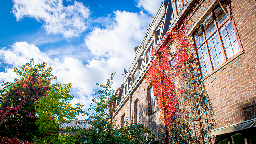 Husfasad ned klängväxt