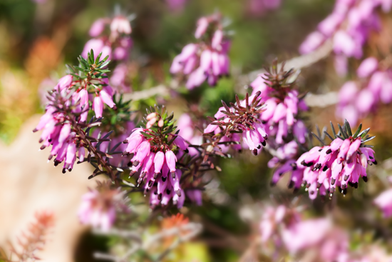 Namnet Erica kommer från en blomma – klockljungen – Erica tetralix på latin. En liten, härdig växt som lever på karg mark.